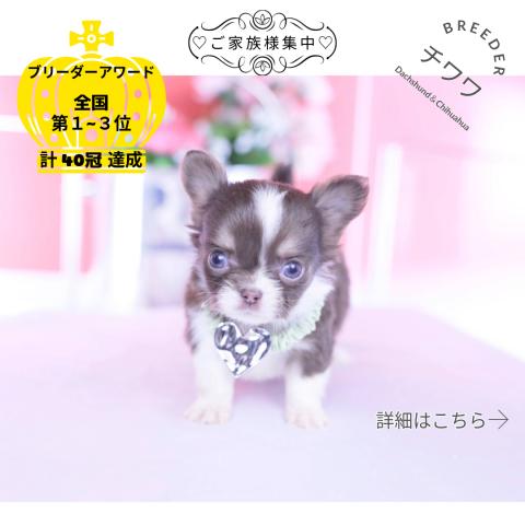 チワワ　ロング