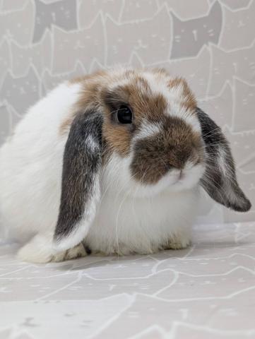 ブロークントーティスシェル