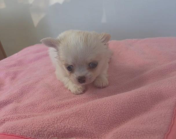 チワワ（ロングコート）