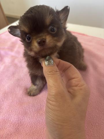 チワワ（ロングコート）