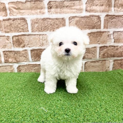 ビションフリーゼ