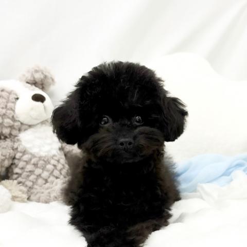 トイプードルティーカップ予想