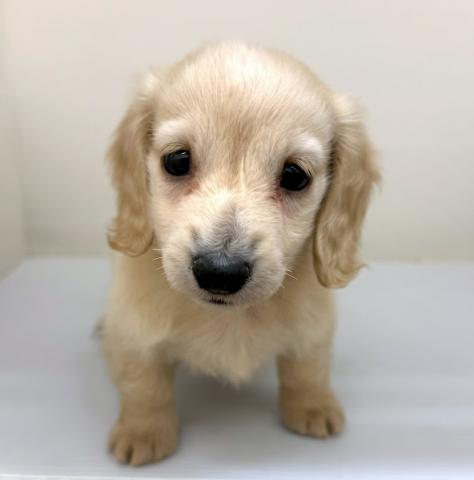 ミニチュアダックスフンド