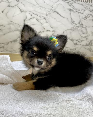 チワワ（ロングコート）