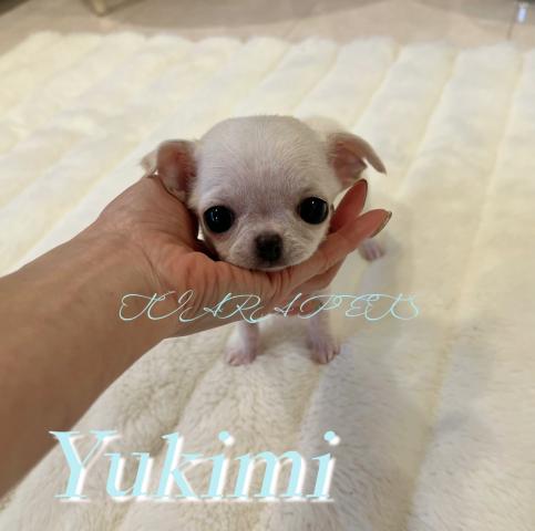 チワワ（スムースコート）