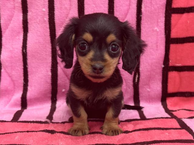 ミニチュアダックスフンド