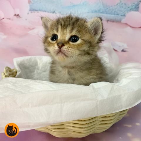 スコティッシュフォールド