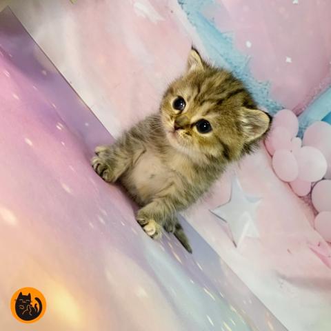 スコティッシュフォールド