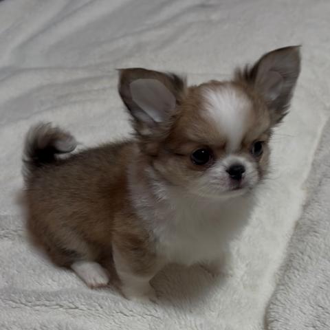 チワワ（ロングコート）