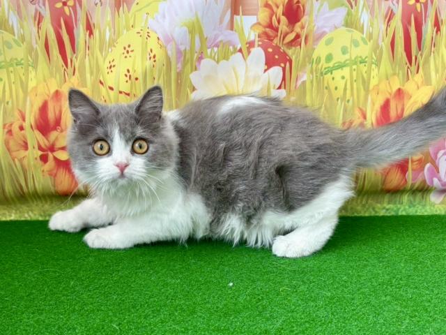 ブリティッシュショートヘア（ロングヘア）