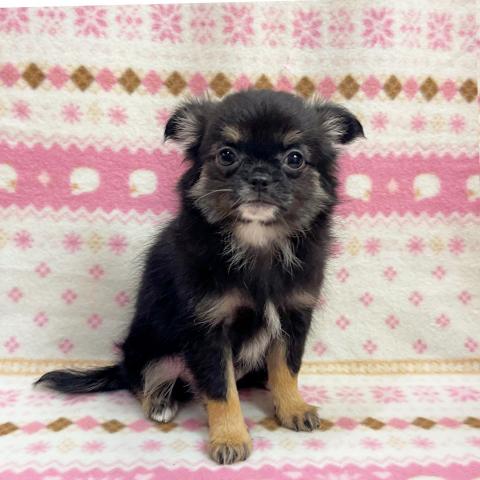 チワワ（ロングコート）