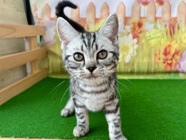 アメリカンショートヘアー