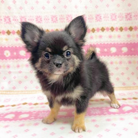 チワワ（ロングコート）