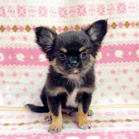 チワワ（ロングコート）