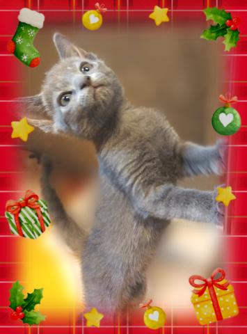 ロシアンブルー