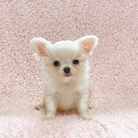 チワワ(ロングコート)