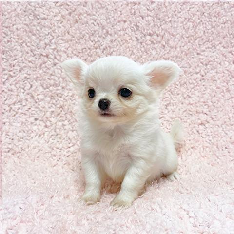 チワワ(ロングコート)