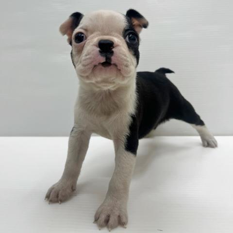 ボストンテリア