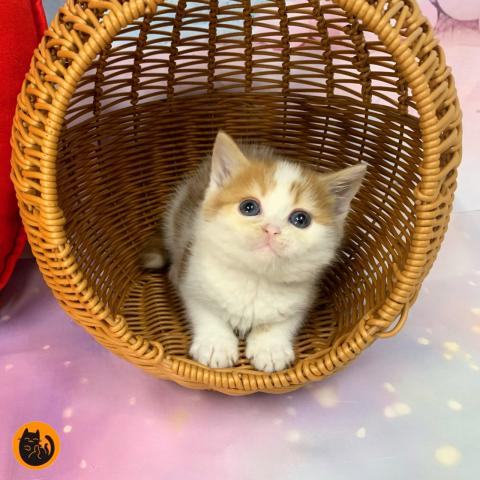 スコティッシュフォールド