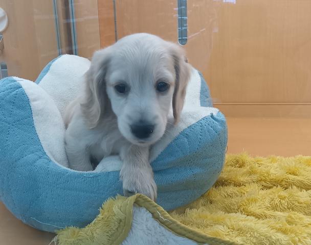 ミニチュアダックスフンド