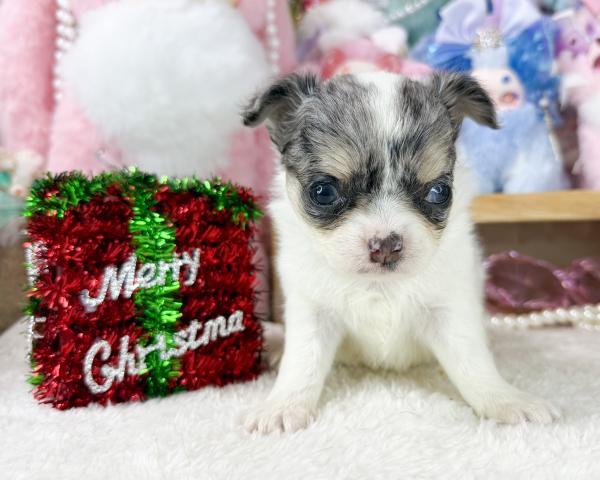 チワワ(ロングコート)