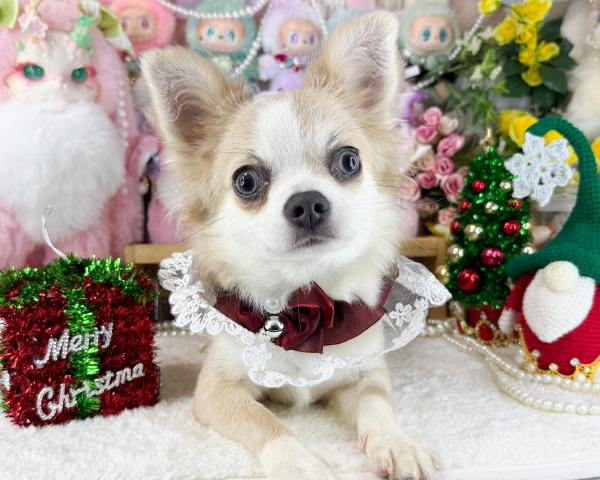 チワワ（ロングコート）