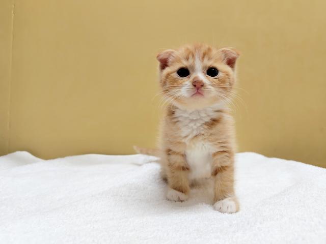 スコティッシュフォールド