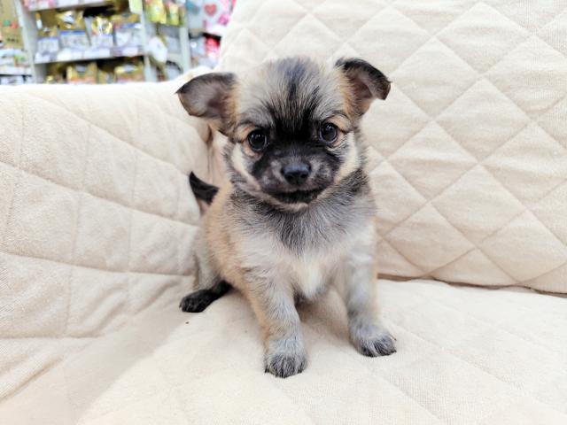 チワワ（ロングコート）