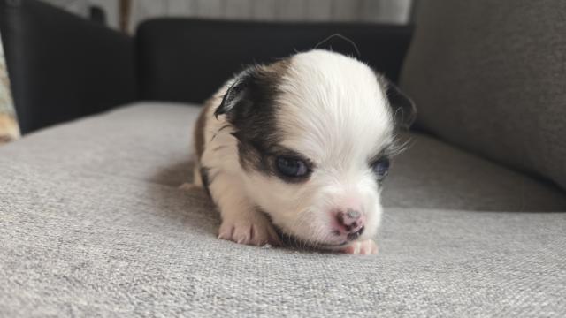 チワワ（ロングコート）