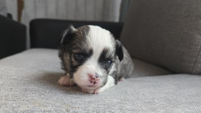 チワワ（ロングコート）