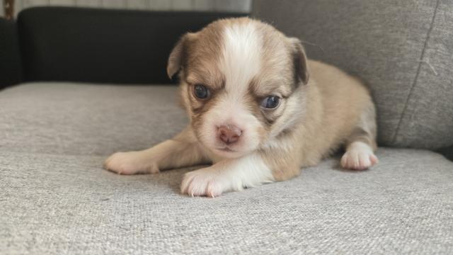 チワワ（ロングコート）