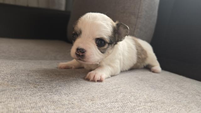 チワワ（ロングコート）