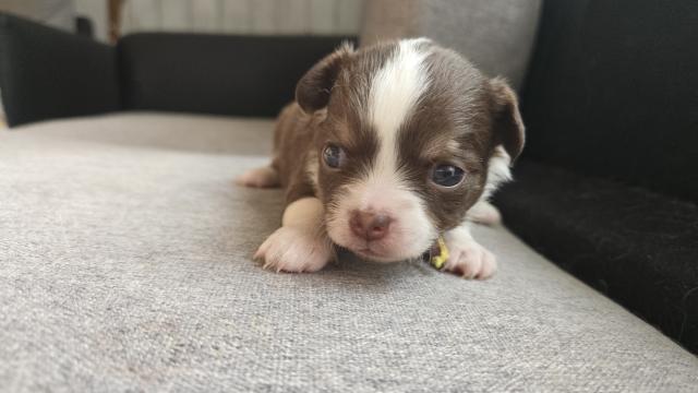 チワワ（ロングコート）