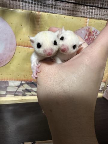 リューシorモシスティックヘテロクリミノ双子姉妹