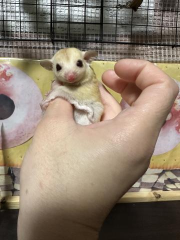 クリスマスセール30〜50％引き、クリミノヘテロ50% プラチナorリューシpossストロベリー♂