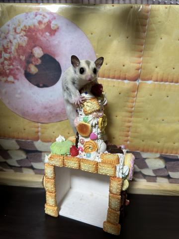 プラチナモザイクヘテロリューシpossクリミノの男の子