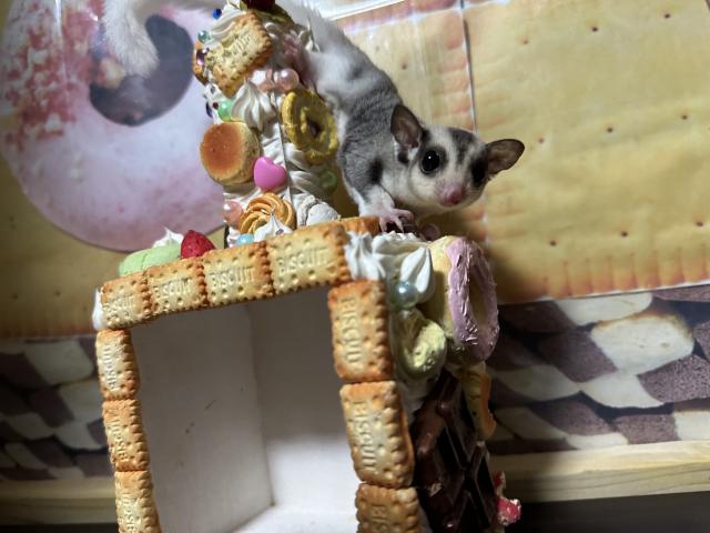 モザイクヘテロプラチナorリューシpossクリミノの女の子