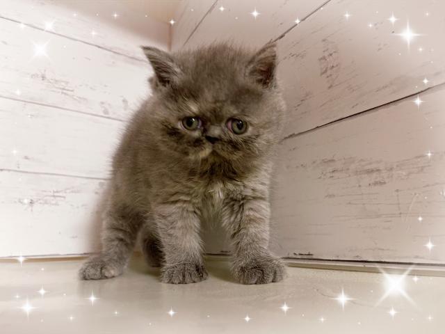 エキゾチックショートヘアー