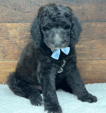 スタンダードプードル