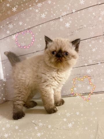 エキゾチックショートヘアー