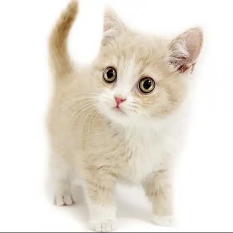 ブリティッシュショートヘア