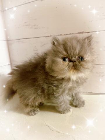 エキゾチックショートヘアー