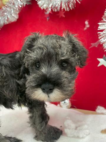 ミニチュアシュナウザー