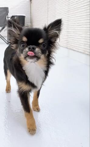 チワワ（ロングコート）