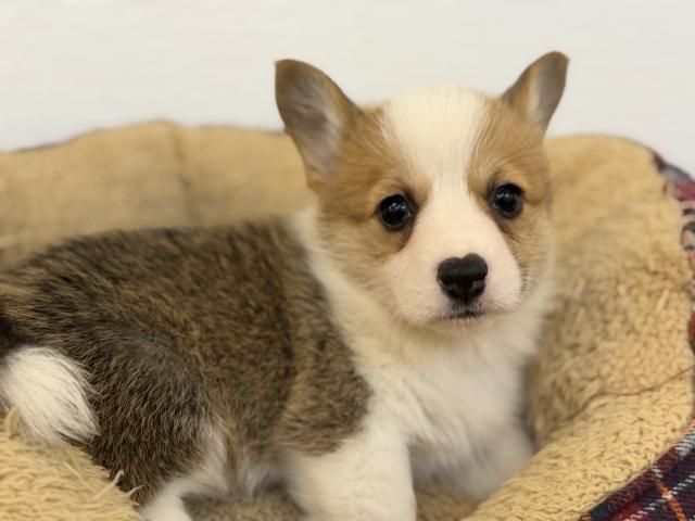 ウェルシュコーギーペンブローク