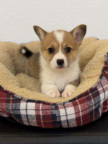 ウェルシュコーギーペンブローク