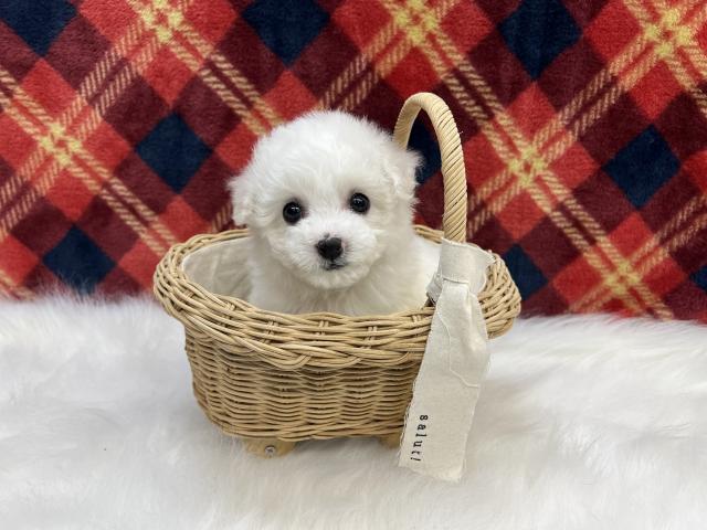 ビションフリーゼ