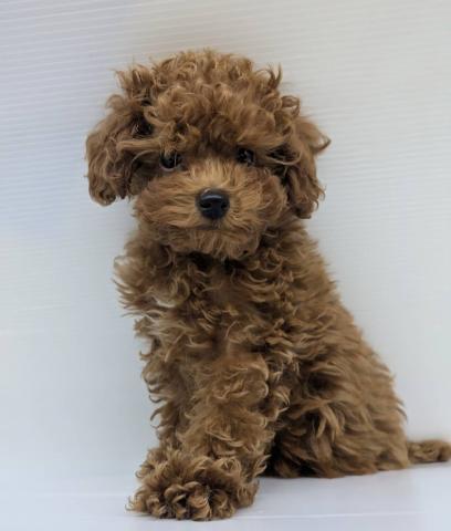 トイプードル