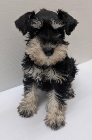 ミニチュアシュナウザー