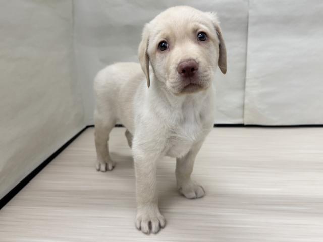 ラブラドールレトリーバー